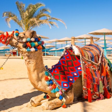 A camel adorned with colorful decorations resting on a sandy beach with palm trees and umbrellas in the background.